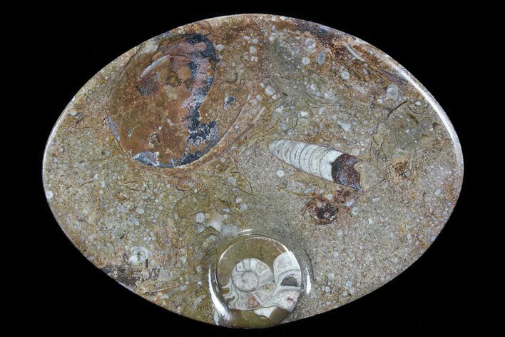 Oval Shaped Fossil Goniatite Dish #73772